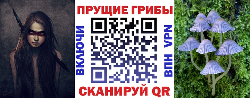 Галлюциногенные грибы Psilocybe Суджа